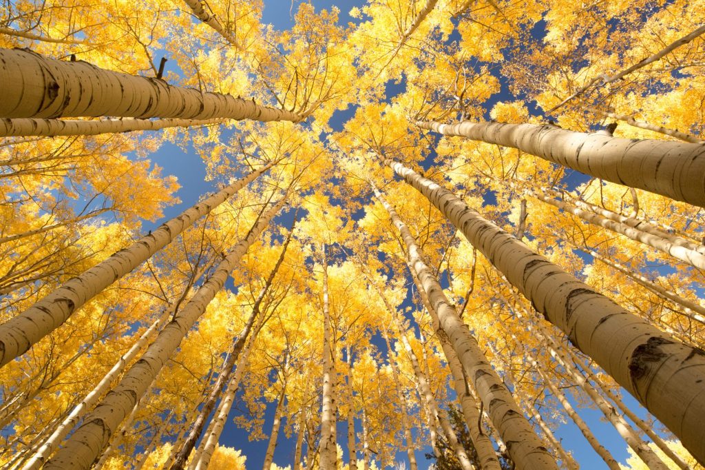 AdobeStock 102372931