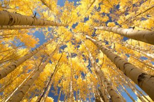AdobeStock 102372931